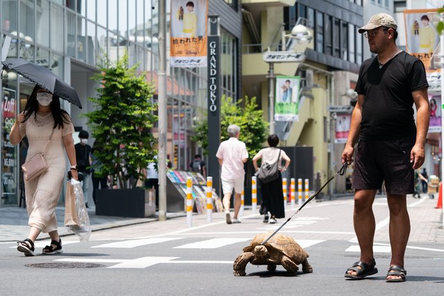 A man takes his pet African spurred tortoise called Lupin for a walk during a heatwave in Tokyo, Japan on July 3, 2022. (Photo by Masatoshi Okauchi/Rex Features/Shutterstock)