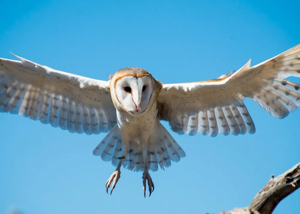 The Washington Post Travel Photo Contest: Animal Photos