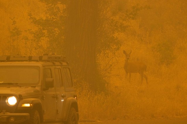 A deer walks through smoke in the community of Klamath River, which burned in the McKinney Fire in Klamath National Forest, northwest of Yreka, California, on July 31, 2022. Fueled by drought in a changing climate, the fire grew to over 50,000 acres in less than 48 hours. (Photo by David McNew/AFP Photo)