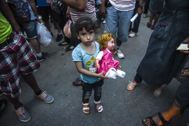 A girl holding a doll, arrives with others migrants at the refugee center in the town of Presevo, after walking from Macedonia to Serbia on August 26, 2015. At least 2,000 more migrants flooded overnight into Serbia in a desperate journey to try and go on to Hungary, the door into the European Union, a UN official said on August 24. (Photo by Armend Nimani/AFP Photo)