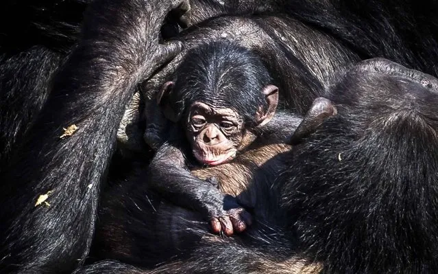 The newborn chimpanzee walks outside with mother Pepa in Safaripark Beekse Bergen in Hilvarenbeek, The Netherlands, 01 April 202​0. The chimpanzee was born this weekend. (Photo by Remko De Waal/EPA/EFE)