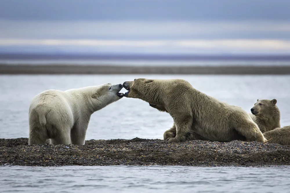 Polar Bears find Sanctuary in Alaskan Village