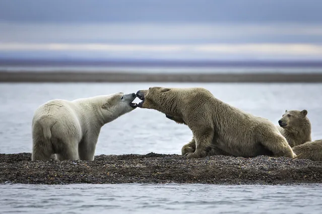 Polar bears gather a barrier island after feasting on the remains of a bowhead whale, harvested legally by whalers during their annual subsistence hunt, just outside the Inupiat village of Kaktovik, Alaska, USA, 10 September 2017. (Photo by Jim Lo Scalzo/EPA/EFE)