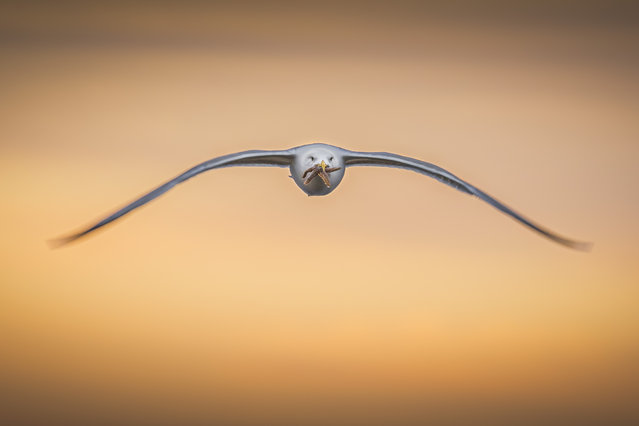 Five-star dining: a gull picks up a starfish at Keyhaven, Hampshire, UK early February 2025. (Photo by Will Evans/Snap Photography/Bournemouth News)