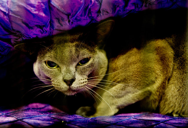 Clarkesfield Queen Elsa, a Blue Burmese Cat participates in the GCCF Supreme Cat Show at National Exhibition Centre on October 28, 2017 in Birmingham, England. (Photo by Shirlaine Forrest/WireImage)