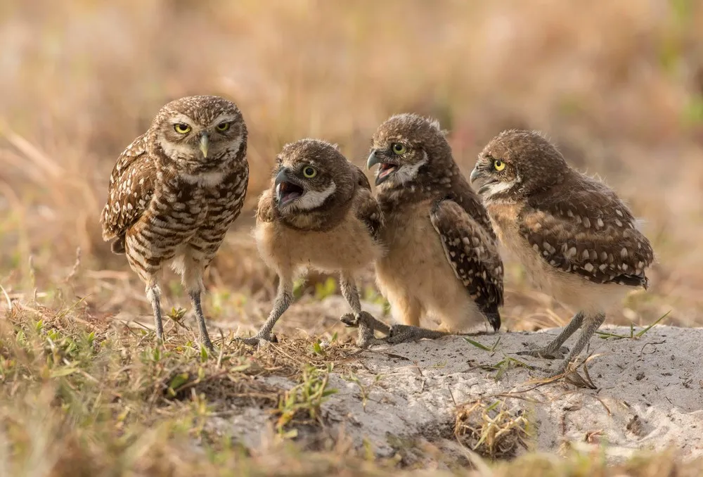 Comedy Wildlife Photography Awards 2017 Finalists