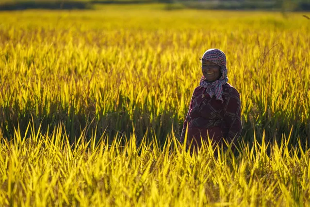 A farmers reacts to the camera as she noticed being photographed while harvesting paddy at Bhaktapur, Nepal, Monday, October 17, 2022. Agriculture is the main source of food, income, and employment for the majority of people in Nepal. (Photo by Niranjan Shrestha/AP Photo)