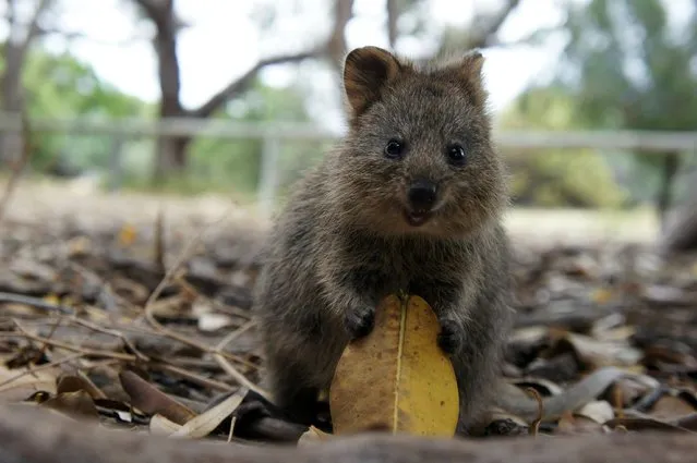 Quokka The Happiest Animal in the World