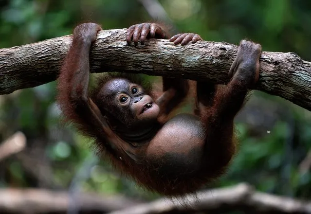 This picture taken on August 4, 2016 shows an orphan orangutan baby hanging on a tree whilst attending “jungle school” at the International Animal Rescue centre outside the city of Ketapang in West Kalimantan. (Photo by Bay Ismoyo/AFP Photo)