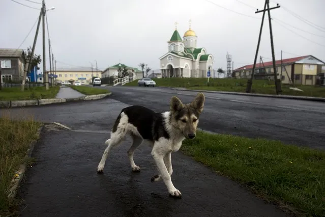 A stray dog walks near a recently completed Orthodox church in Yuzhno-Kurilsk, the main settlement on the Southern Kurile island of Kunashir September 17, 2015. (Photo by Thomas Peter/Reuters)