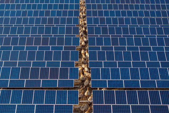 This photo taken on April 5, 2025 shows a herd of Pere David's deer walking underneath solar panels at a nature reserve in Yancheng, in eastern China's Jiangsu province. (Photo by AFP Photo/China Stringer Network)