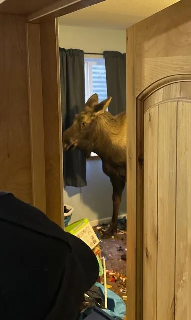 A moose was loose about this house after it fell through a window well in Soldotna, Alaska on November 20, 2022. The animal was tranquilised and removed on a stretcher, then released back into the wild. (Photo by Capt. Josh Thompson/Central Emergency Services via AP Photo)
