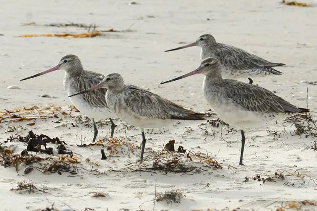 Bar-tailed godwits stand on the beach at Marion Bay in Australia's Tasmania state on February 17, 2018. A young bar-tailed godwit appears to have set a non-stop distance record for migratory birds by flying at least 13,560 kilometers (8,435 miles) from Alaska to the Australian state of Tasmania, a bird expert said Friday, Oct. 28, 2022. (Photo by Eric Woehler via AP Photo)