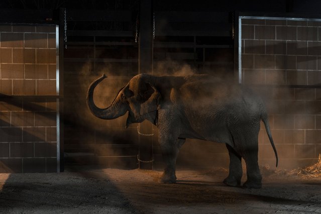 An elephant arrives at its new home in Mazatlan, Sinaloa state, after being transported from Ostok Sanctuary in the outskirts of Culiacan, Mexico, Tuesday, May 20, 2025. (Photo by Felix Marquez/AP Photo)