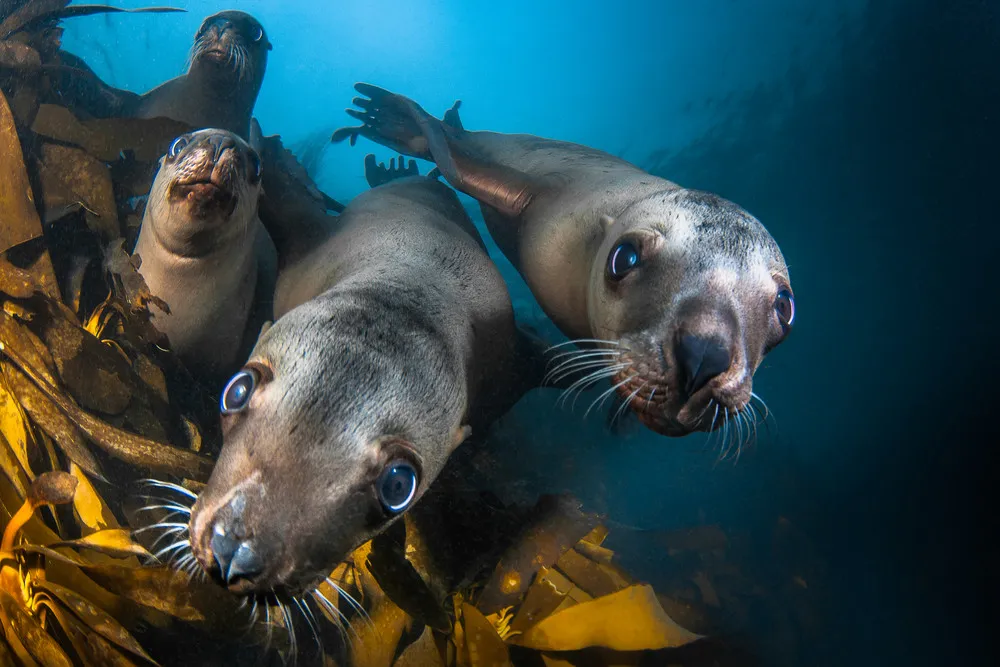 2014 National Geographic Photo Contest, Week 9. Part 3/4