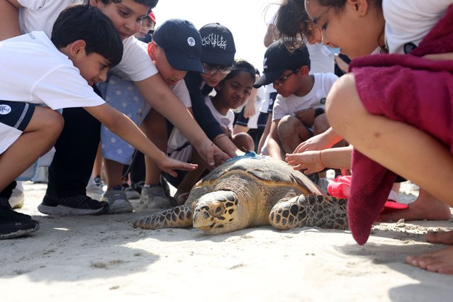 The turtles are released. Turtles being transported from the Louvre and to the sea. Turtle release. Jumeirah Saadiyat Island Beach, Abu Dhabi on May 30, 2025. (Photo by Chris Whiteoak/The National)