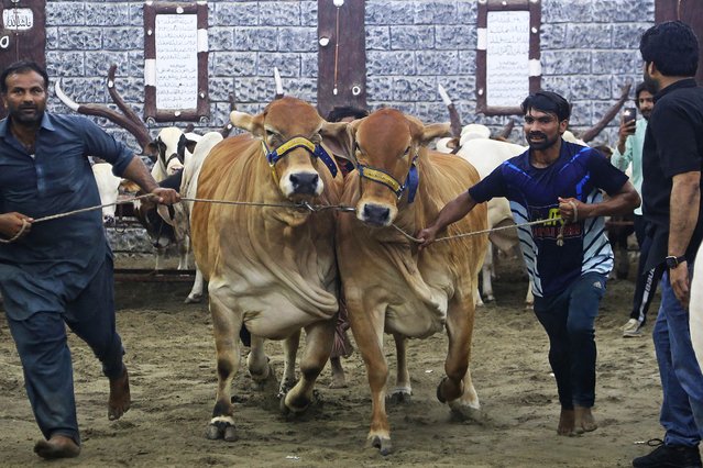 Livestock vendors displays their bulls to customers at a cattle market in Hyderabad, in Pakistan's Sindh province on May 20, 2025, ahead of the upcoming Muslim festival of Eid al-Adha. (Photo by Husnain Ali/AFP Photo)