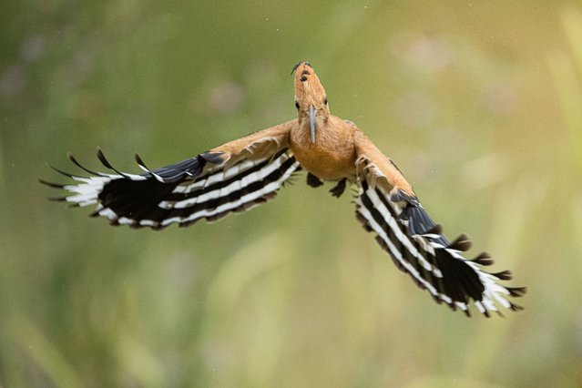 Eurasian hoopoe, one of the bird species migrating to Turkiye in the spring months, is seen flapping its wings in Bursa, Turkiye on May 26, 2025. Hoopoes, which can be observed throughout the summer in forest clearings and rural areas, are easily recognized by their black-and-white wings and orange-brown body. (Photo by Alper Tuydes/Anadolu via Getty Images)