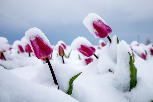Snow covers tulip field during spring time in Kizilkuyu village of Kazimkarabekir district in Karaman, Turkiye on April 10, 2025. (Photo by Seyit Konyali/Anadolu via Getty Images)