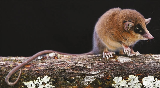 This handout picture released by the team of researchers Pavan et al. 2025, via the National Service of Natural Protected Areas of Peru (Sernanp) on July 16, 2025, shows a new species of marsupial called “Marmosa chachapoya” which was discovered in the Rio Abiseo National Park, San Martin Department, about 720 km northeast of Lima. A scientific team found a new species of marsupial in a natural park in the Peruvian Amazon, Sernanp reported on July 16, 2025. The research was carried out by Brazilians Silvia Pavan and Edson Abreu and United States' Robert Voss. (Photo by Pedro Peloso/Pavan, et al./AFP Photo)