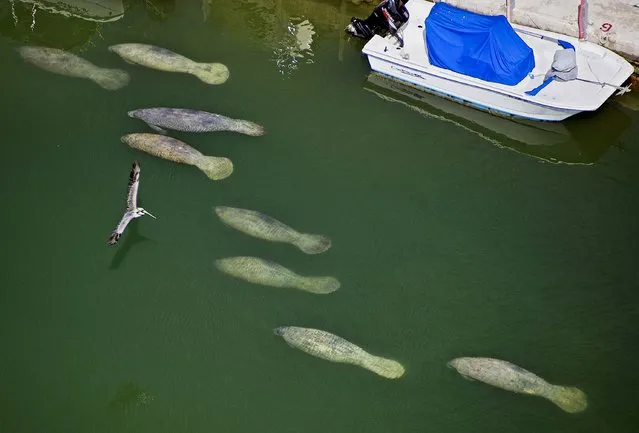 A pelican skims over eight manatees swimming in a Florida Keys boat basin in Marathon, Florida, on March 10, 2013. (Photo by Andy Newman/Florida Keys News Bureau)
