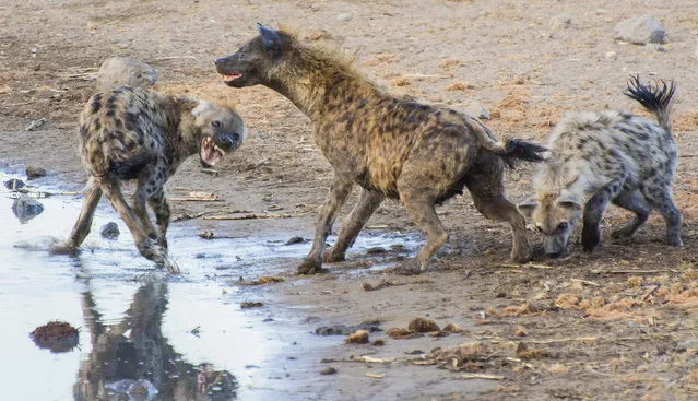 A hungry hyena has found a clever way to store its leftovers for another meal – by hiding them at the bottom of a waterhole. Photographer Anja Denker, 46, couldnt believe her eyes when she spotted the hyena seemingly fishing in the water. But on closer inspection it became clear the predator was actually trying to dive for something specific. (Photo by Anja Denker/Caters News)