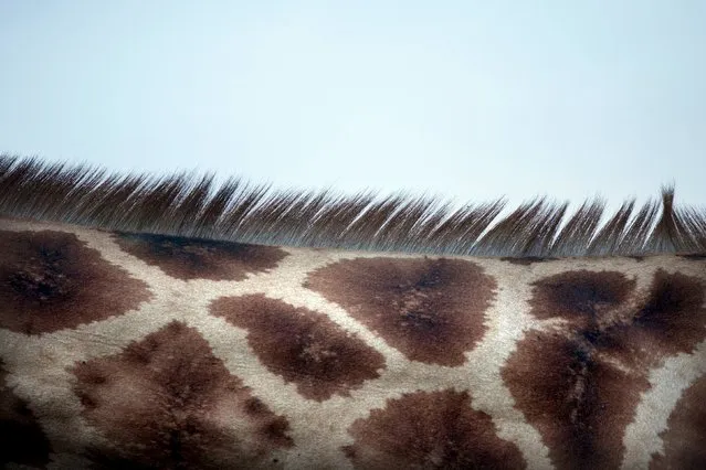 The neck of a giraffe is seen at Lake Nakuru National Park, Kenya, August 19, 2015. (Photo by Joe Penney/Reuters)