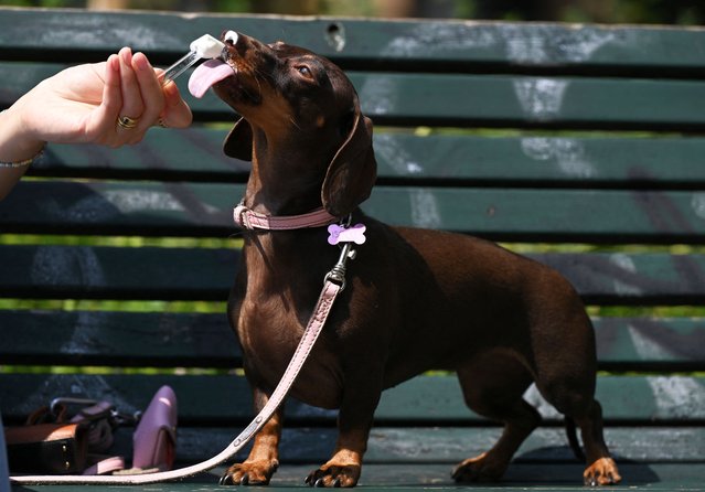 A Kaninchen Daschshund dog licks an ice cream downtown Milan, on August 12, 2025 .Italy is facing extreme heat until mid-August as temperatures above 40 degrees centigrade is gripping the entire country at least until the August 15th bank holiday weekend. (Photo by Stefano Rellandini/AFP Photo)