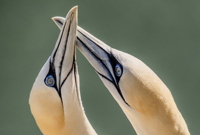 Nesting gannets are photographed at the Bempton Cliffs in the Yorkshire area of England on Wednesday, August 27, 2025. (Photo by Danny Lawson/PA Images/Getty Images)