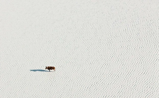 Botswana By Zack Seckler