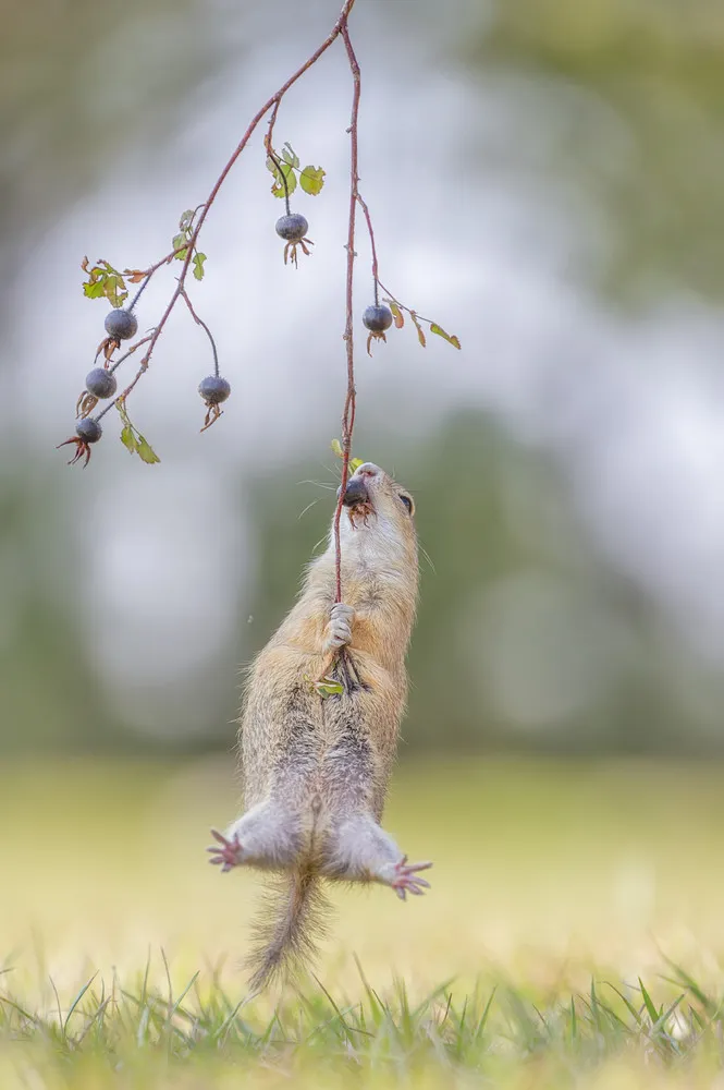 Comedy Wildlife Photo Awards 2016 Shortlist