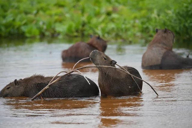 A family of Capybaras (Hydrochoerus hydrochaeris) is pictured, at the Pantanal wetlands, in Mato Grosso state, Brazil on March 7, 2018. The Pantanal is the largest wetland on the planet located in Brazil, Bolivia and Paraguay, covers more than 170,500 km2 and is home to more than 4,000 species of plants and animals. This ecosystem is at risk of collapsing if the rivers' headwaters are not protected from the advance of monoculture plantations, waterways, hydroelectric plants and deforestation warn scientists and activists. (Photo by Carl de Souza/AFP Photo)
