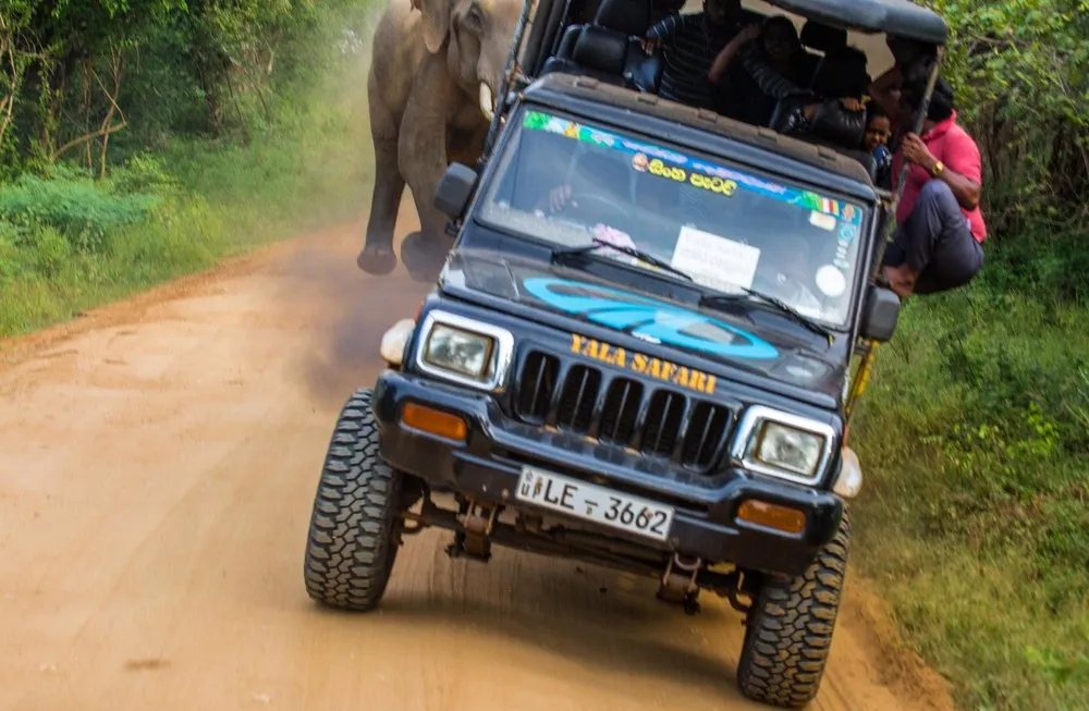 Angry Elephant vs Safari Jeep