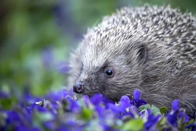Photographer Kevin Sawford on March 22, 2023 captured these images of a hedgehog exploring Violet flowers in his Suffolk garden, United Kingdom as Spring scenes slowly begin to appear. (Photo by Kevin Sawford/Cover Images)