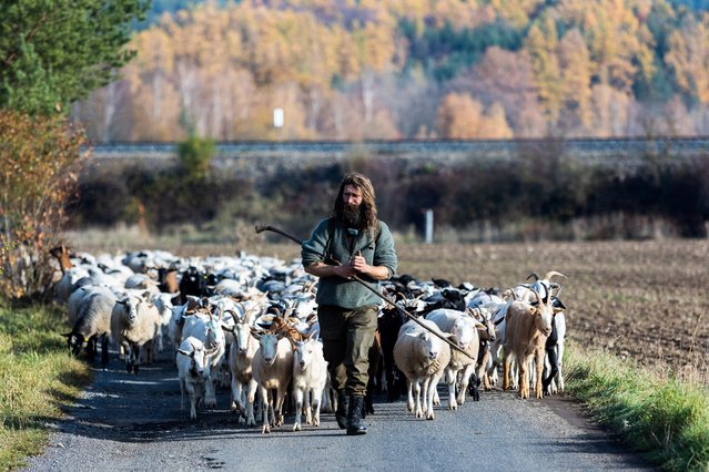 A shepherd walks with the goats and sheep during a herding from summer pastures to winter pastures, near Pribram, Czech Republic, on November 7, 2025. Shepherds walk with their flocks of sheep and goats from a protected reserve where they graze during the summer, maintaining biodiversity, as they return to the tradition of shepherds walking, without the use of vehicles. The herd of sheep and goats travelled from Brdy to the village of Cizkov near Pilsen, for four days. (Photo by Eva Korinkova/Reuters)