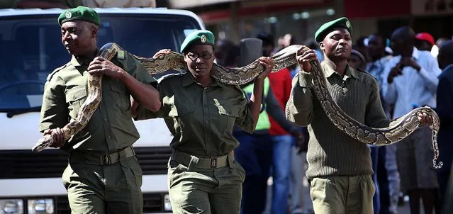 National Park rangers  carry a live python during  Zimbabwe's first  ever Carnival in Harare, on May 25, 2013. (Photo by Tsvangirayi Mukwazhi/Associated Press)