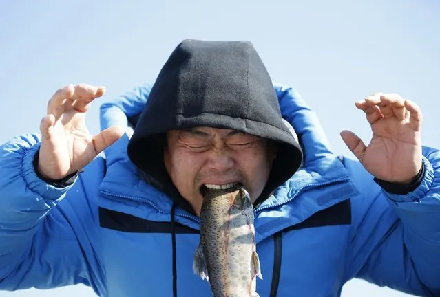 A man bites a trout during an event promoting the Ice Festival on a frozen river in Hwacheon, about 20 km (12 miles) south of the demilitarized zone separating the two Koreas, January 10, 2015. The annual ice festival, which is one of the most famous and biggest festivals in South Korea, expects to see more than 1,000,000 people attend. The festival lasts for three weeks from January 10 this year. (Photo by Kim Hong-Ji/Reuters)
