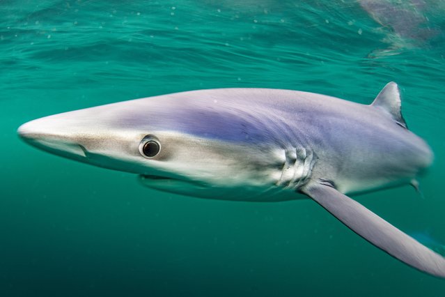 These stunning underwater photos show brave snorkellers getting up close to large blue sharks that have arrived in British waters to feed in the last decade of August 2025. The sleek predators head to the south west coast in the summertime to feed in the nutrient-rich waters. (Photo by Bournemouth News)