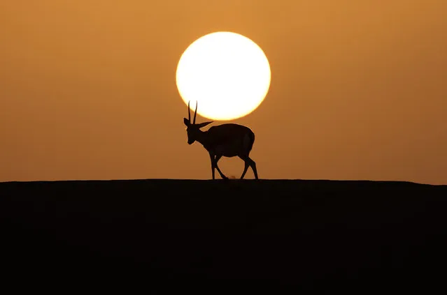 Arabian sand gazelles, known as “Reem”, are pictured at the Telal Resort on the outskirts of the city of al-Ain at the far east of the Gulf emirate of Abu Dhabi on January 26, 2021. (Photo by Karim Sahib/AFP Photo)