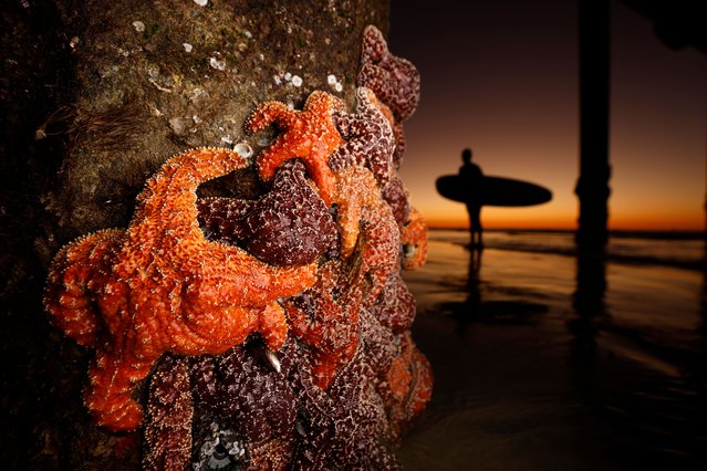 A surfer walks by as starfish cling to a pillar of UC San Diego's Ellen Browning Scripps Memorial Pier in a negative tide during the King Tides which are the year's most extreme high and low tides on December 6, 2025 in San Diego, CA. (Photo by Kevin Carter/Getty Images)