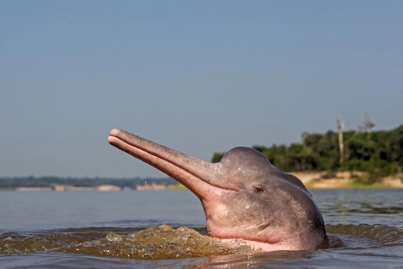 Амазонский дельфин 4. Речной Дельфин амазонки. Пресноводный амазонский Речной Дельфин. Амазонский розовый Дельфин. Розовыми амазонскими речными дельфинами.