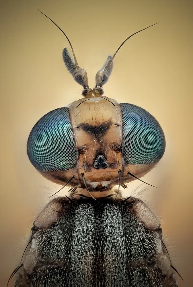 Insects Close-up
