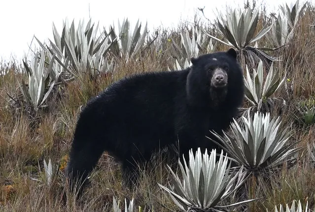 A spectacled bear (Tremarctos ornatus) is seen at Chingaza National Natural Park in La Calera municipality, near Bogota, on June 29, 2023. (Photo by Raúl Arboleda/AFP Photo)