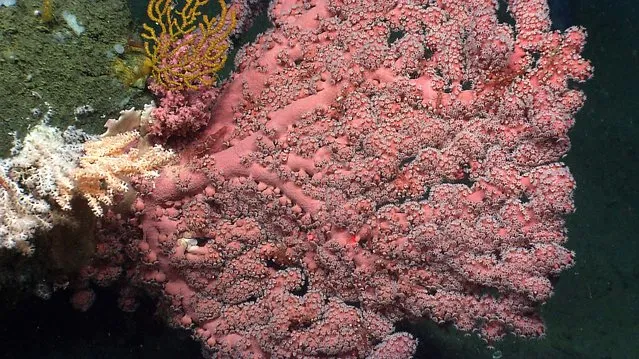 This image provided by NOAA, shows a colony with bright color and full branches with many extended polyps that would be considered healthy or in good condition. The red dots in the photo are ten centimeters apart and are used for scale and age estimates. (Photo by National Oceanic and Atmospheric Administration)