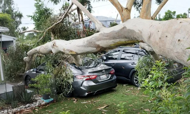 A large eucalyptus tree fell onto two cars while residents were inside sleeping early Monday morning, August 21, 2023, at the corner of Telfair Avenue and Neenach Street in Sun Valley, Calif. (Photo by Dean Musgrove/The Orange County Register via AP Photo)