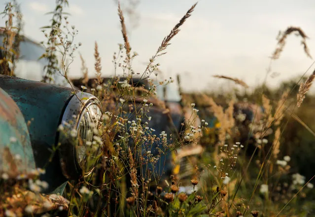 Retro cars owned by retired mechanic Mikhail Krasinets are seen in the tall grass at an open-air museum of Soviet-era vehicles in the village of Chernousovo, Tula region, Russia on September 27, 2018. Most of the cars in his collection are rusty and dented and parts are strewn among the maze of vehicles on the property. But to Krasinets, they are invaluable relics of the past. “I'd rather go hungry than sell anything”, he said. (Photo by Maxim Shemetov/Reuters)