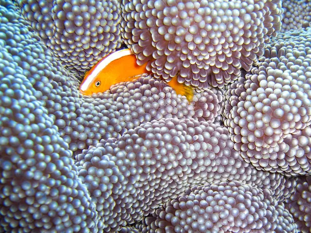 Racing Stripe Anemone Fish Engulfed. (Photo by David M. Hogan)