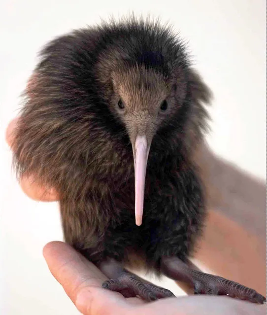 In this September 26, 1997, file photo, a handler holds Tuatahi, a 3-week-old Kiwi bird, the first kiwi born at Sydney's Taronga Zoo for more than 26 years. (Photo by Rick Rycroft/AP Photo)