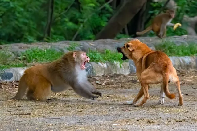 A scrap between two unlikely macaque and wild dog rivals in Chandigarh, India in the first decade of October 2023. Image shows the dog and macaque standing their ground, bearing the fangs and lunging at one another in the end the macaque seems victorious. (Photo by Sharanya Jain/Media Drum Images)