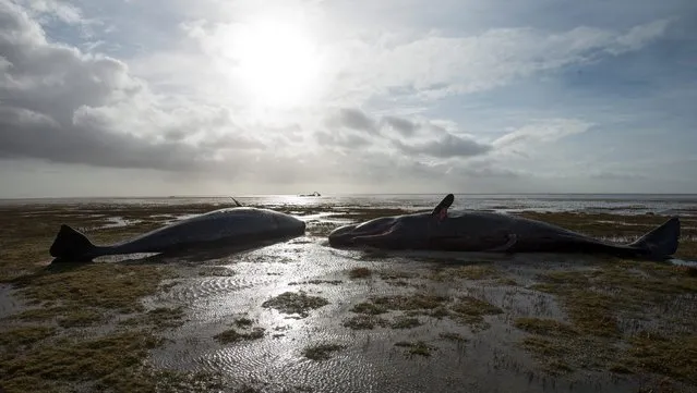 Two dead sperm whales on the mudflats, while another is removed in the background, near the Kaiser-Wilhelm polder in Germany, 03 February 2016. Experts began removing the 8 sperm whale corpses discovered on the mudflats near Dithmarschen. (Photo by Christian Charisius/EPA)